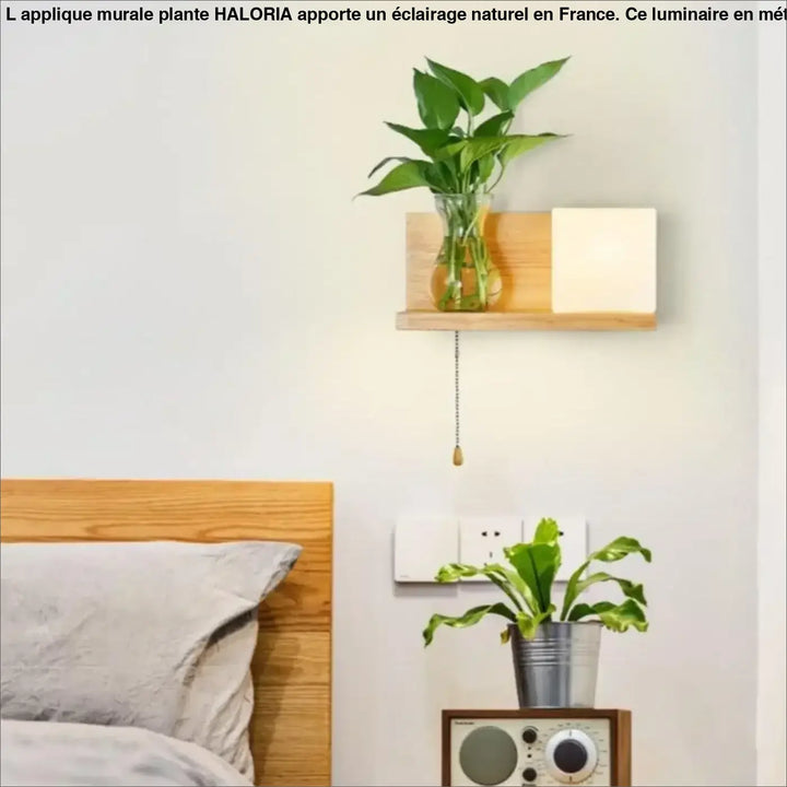 Applique murale plante haloria en bois avec vase en verre transparent et lampe blanche carrée murale plante elegante