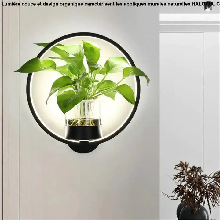 Applique murale naturelle noire avec vase en verre clair et plante verte pour décoration murale naturelle haloria
