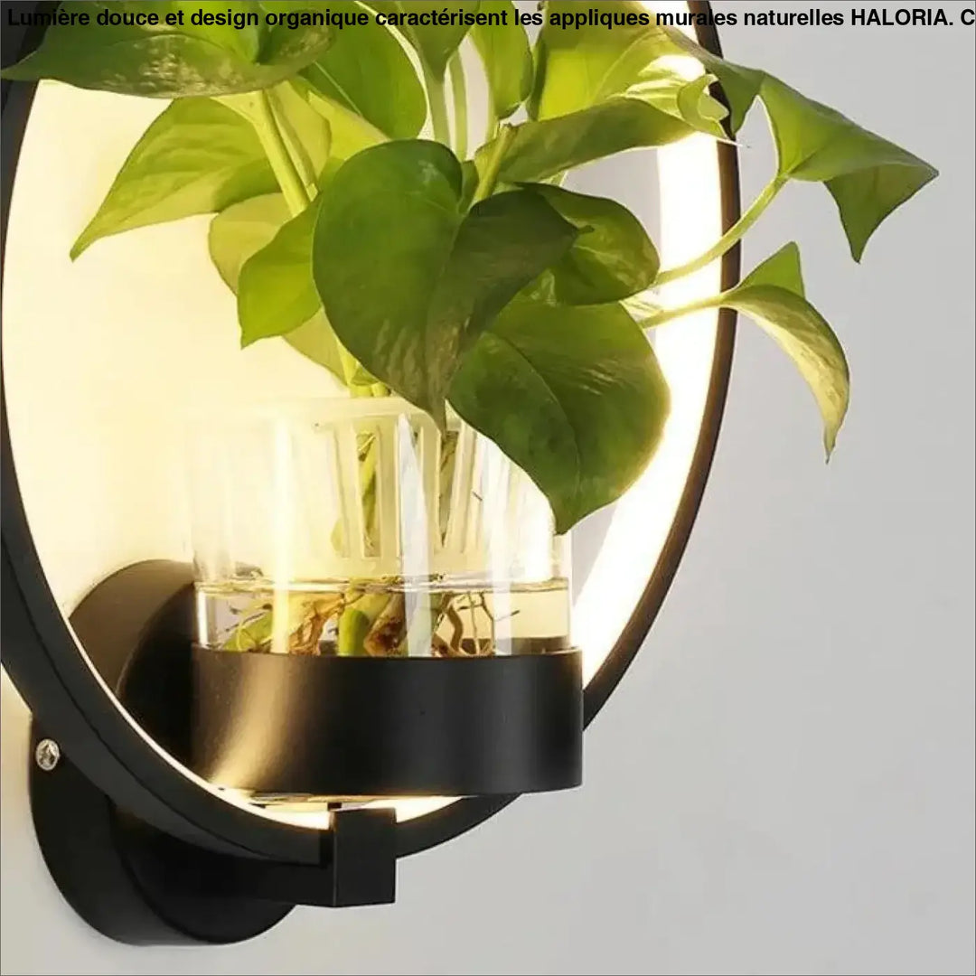 Applique murale naturelle noire ronde avec vase en verre intégré et plante verte haloria